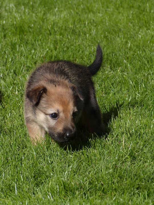 chinook dog